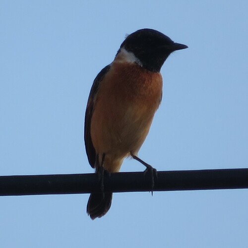 Amur Stonechat