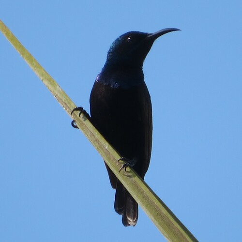 Purple Sunbird