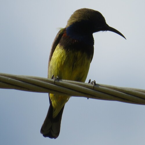 Ornate Sunbird
