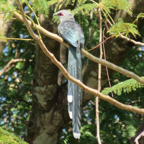 Green-billed Malkoha