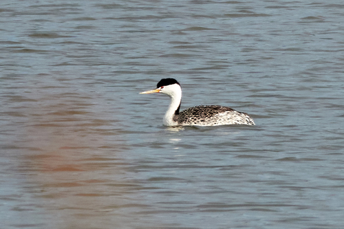 iNaturalist observation photo of Clark's Grebe