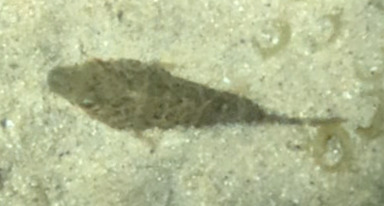 Sphoeroides greeleyi
