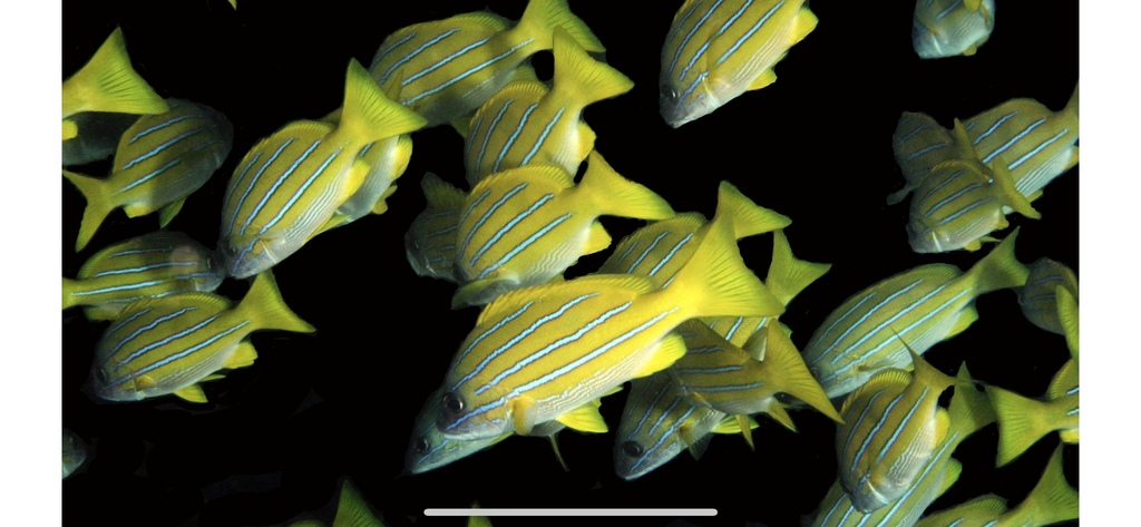 Blue-lined snapper