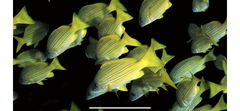 Blue-lined snapper