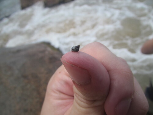 Echinolittorina lineolata