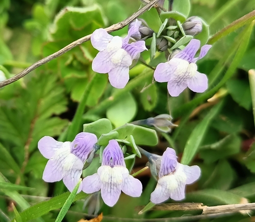 Linaria reflexa