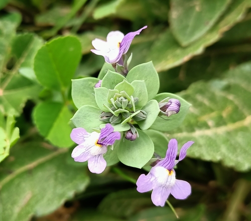 Linaria reflexa