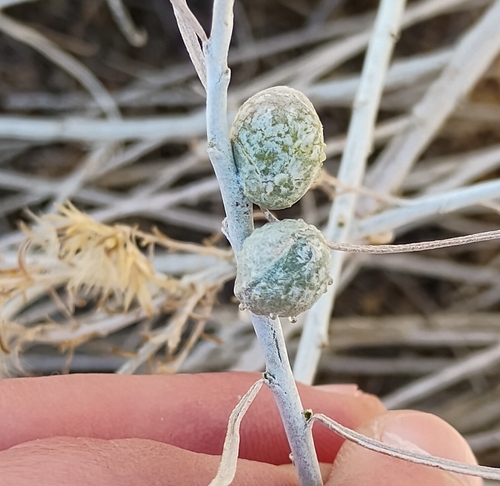 Unknown species found near High Desert, Albuquerque, NM, USA