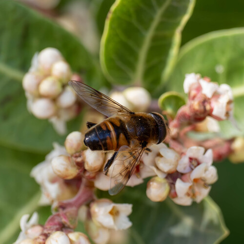 Unknown species found near Desert Botanical Garden, North Galvin Parkway, Phoenix, AZ
