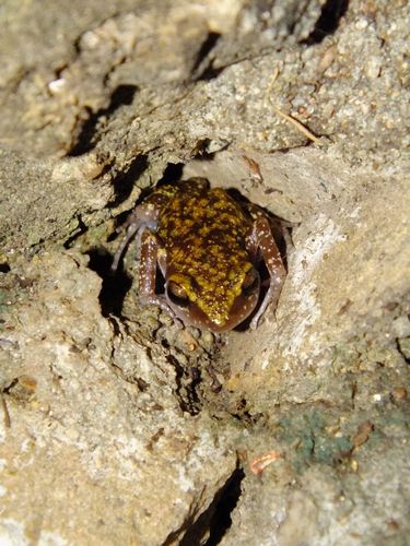 Guerrero Peeping Frog