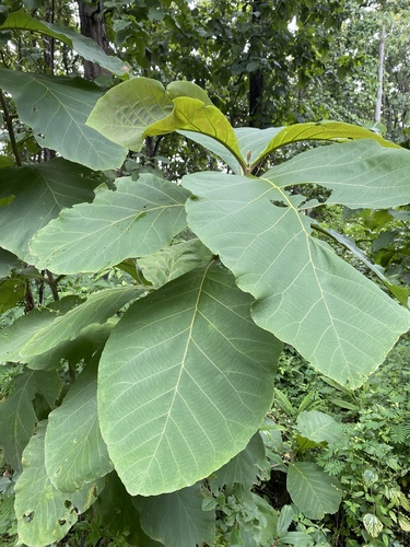 Teak