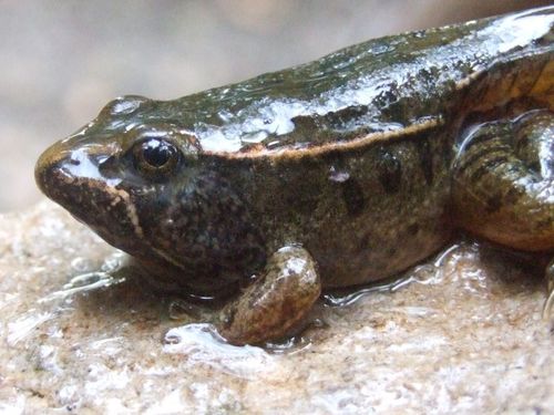 Browns' Leopard Frog