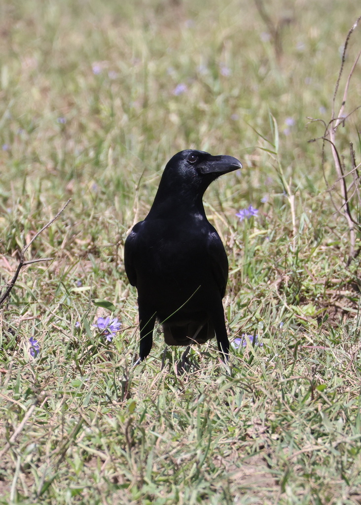 January Crow Large-billed Crow from Moneragala, Sri Lanka on January 25, 2026 at 01: ...