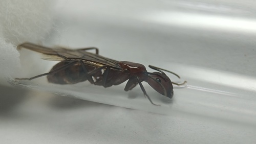 Camponotus branneriCamponotus branneri
