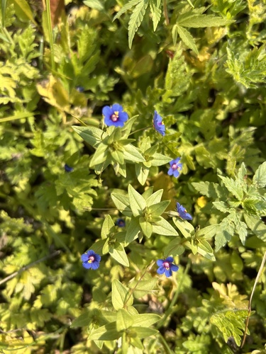 Blue Scarlet Pimpernel