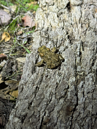 iNaturalist observation photo of Western Toad