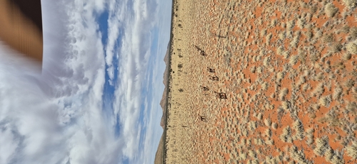 Dromedary Camel