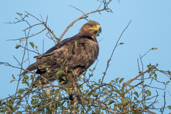 Aquila nipalensis image