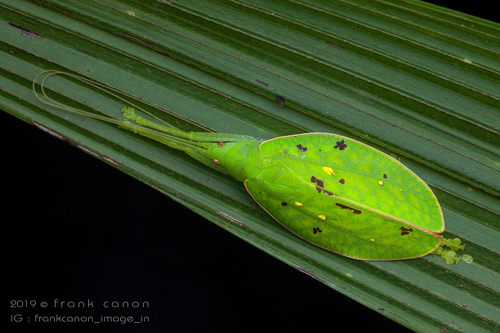 Phyllomimus unicolor · iNaturalist