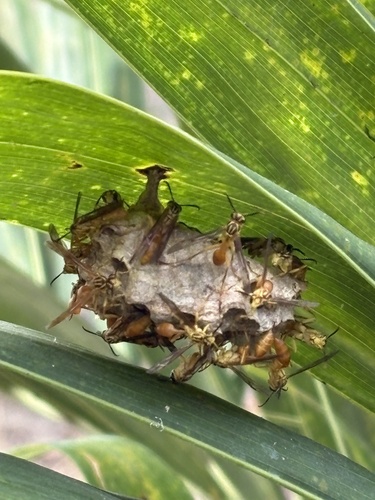 Mischocyttarus bahiae