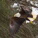 Northern Bald Eagle - Photo (c) Bryan Pfeiffer, all rights reserved, uploaded by Bryan Pfeiffer