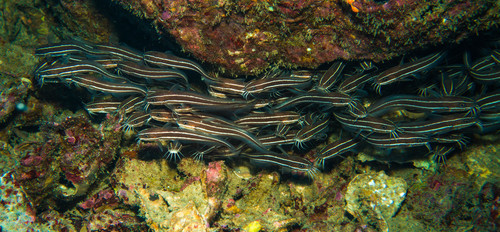 Striped Eel Catfish — seen at this dive site