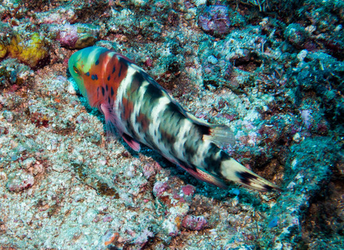 Redbreast Maori Wrasse — seen at this dive site