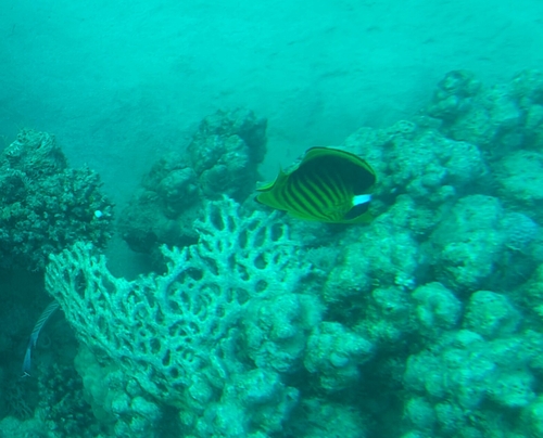 Chaetodon fasciatus