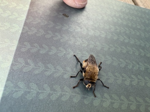Unknown species found near W Ridley Ave, Ridley Park, PA, US