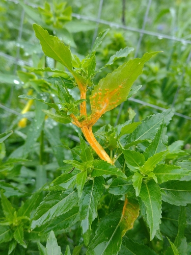 Melampsora pulcherrima