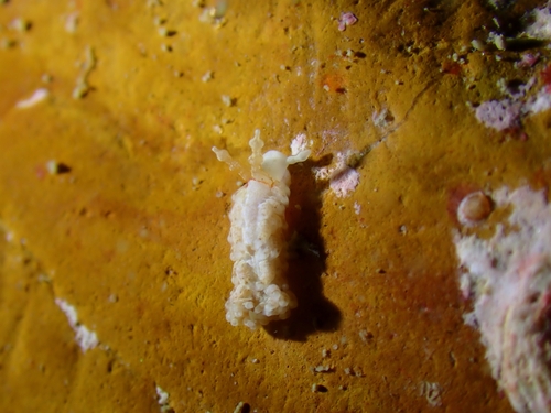 Bulbaeolidia alba