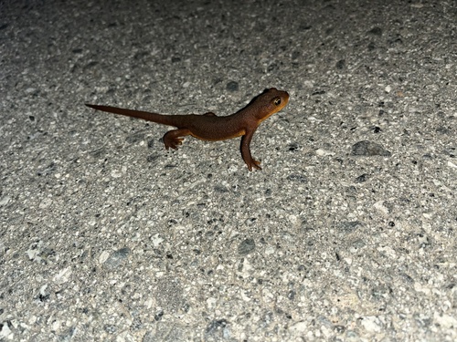 iNaturalist observation photo of California Newt