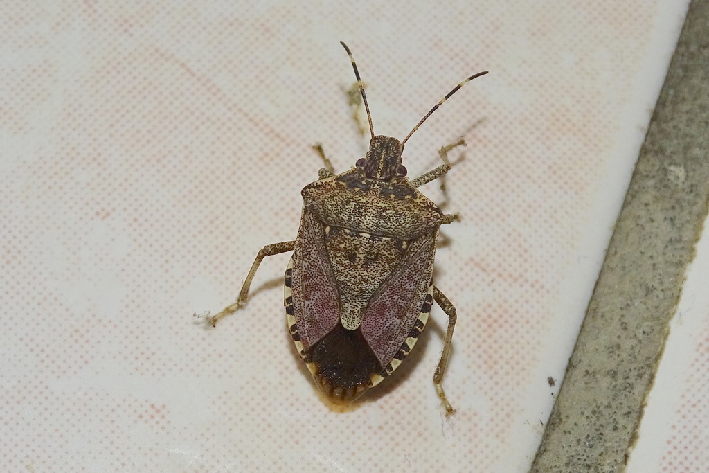 Brown Marmorated Stink Bug from 12100 Creissels, France on February 11 ...