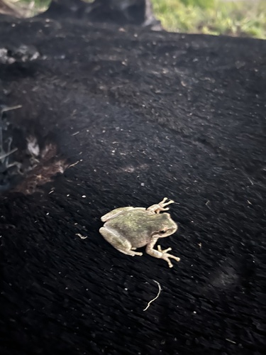 iNaturalist observation photo of Pacific chorus frog