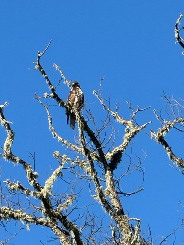 iNaturalist observation photo of Red-tailed Hawk