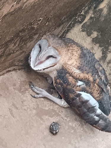 Western Barn Owl