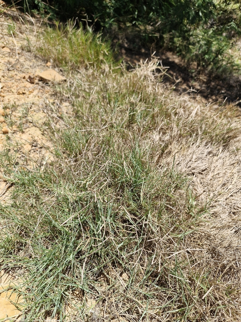 Cynodon dactylon