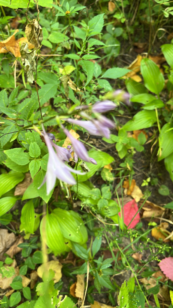 Hosta
