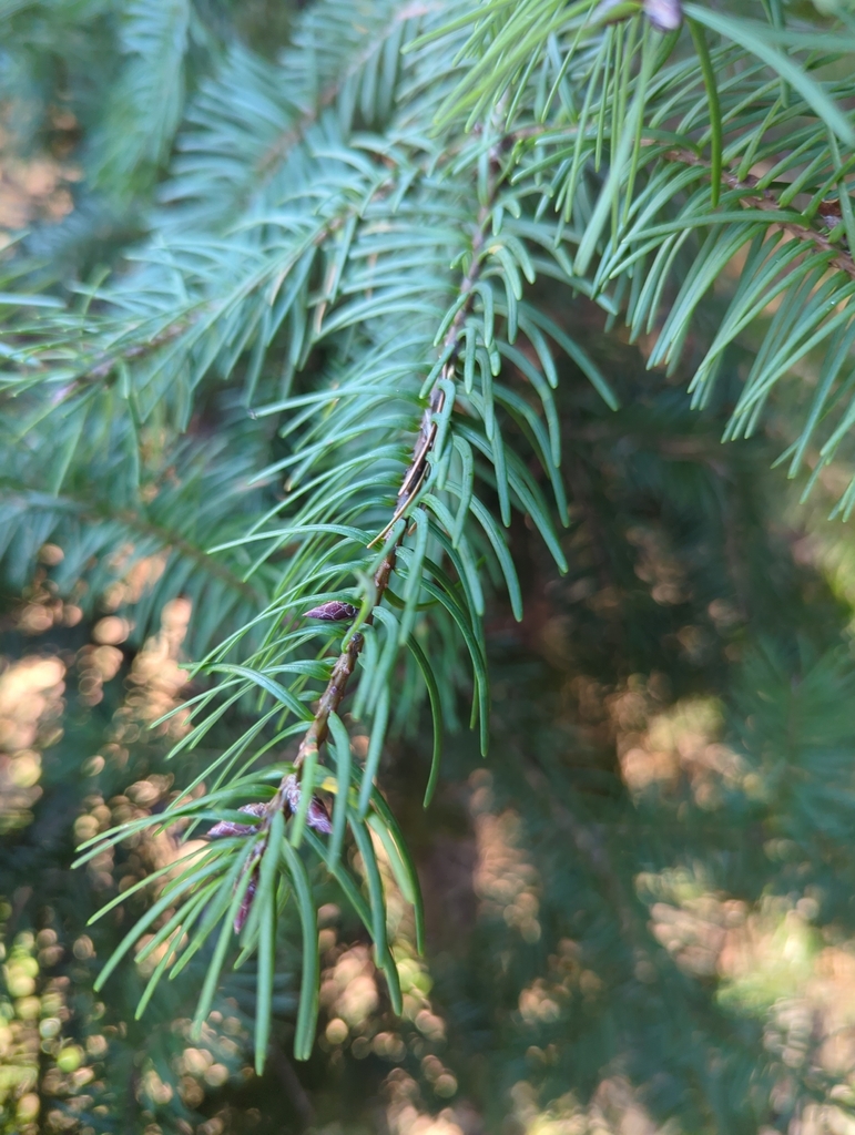 Pseudotsuga menziesii