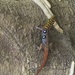 Eyespot Gecko - Photo (c) tbjwildlife, all rights reserved