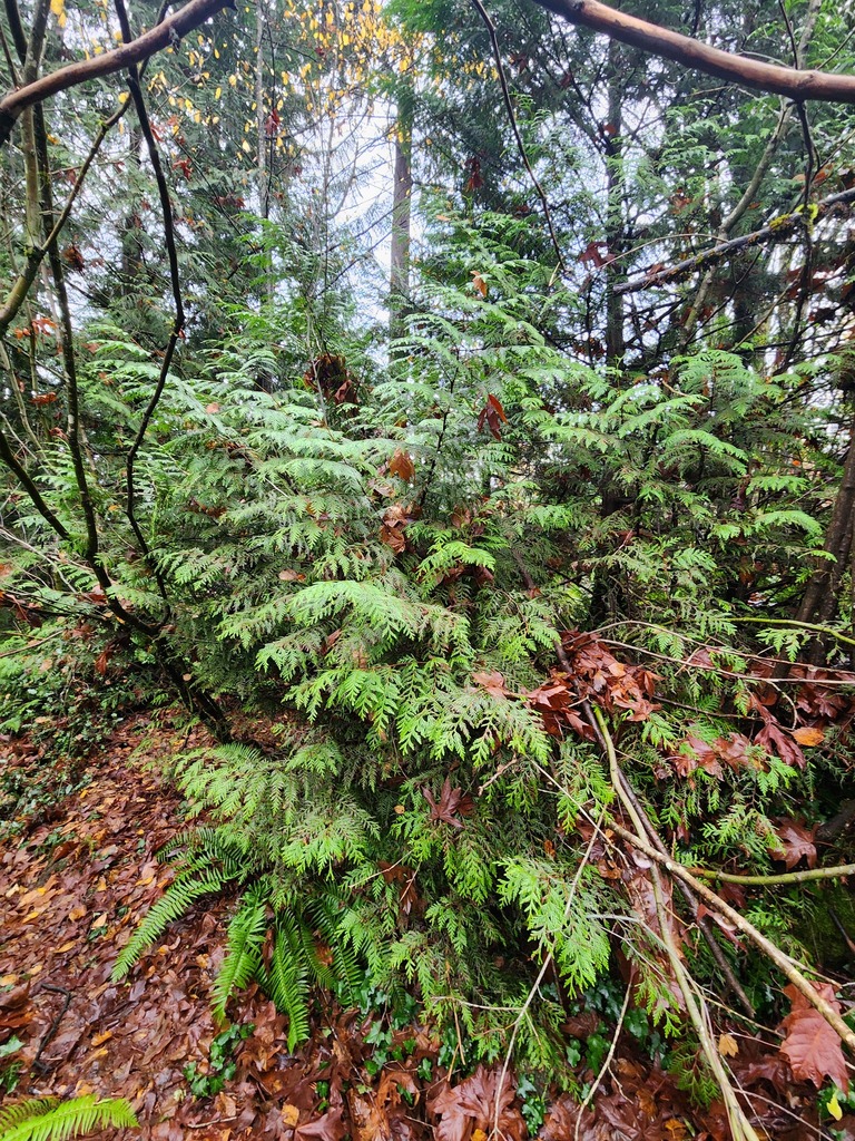 Thuja