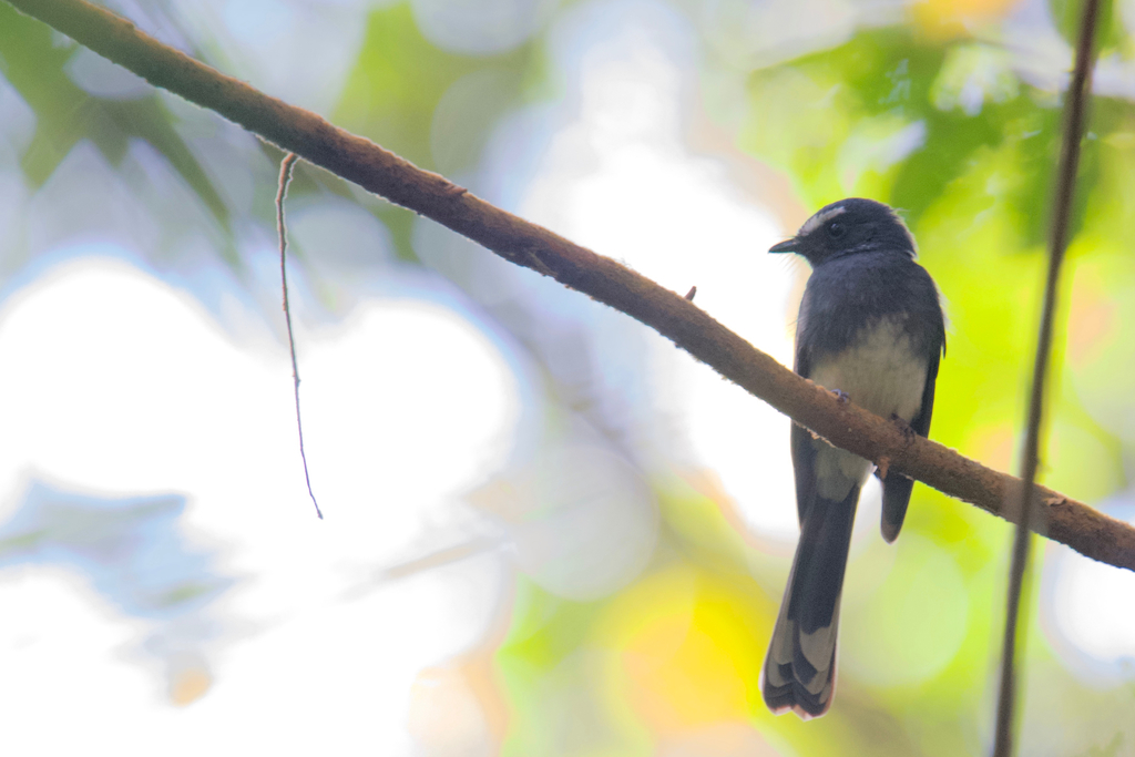 White-bellied Fantail photo