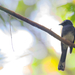 White-bellied Fantail - Photo (c) HUANG QIN, all rights reserved, uploaded by HUANG QIN