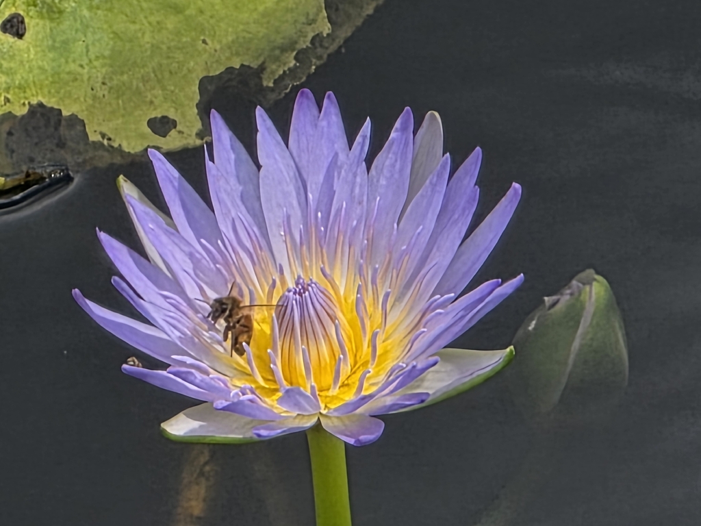 Nymphaea
