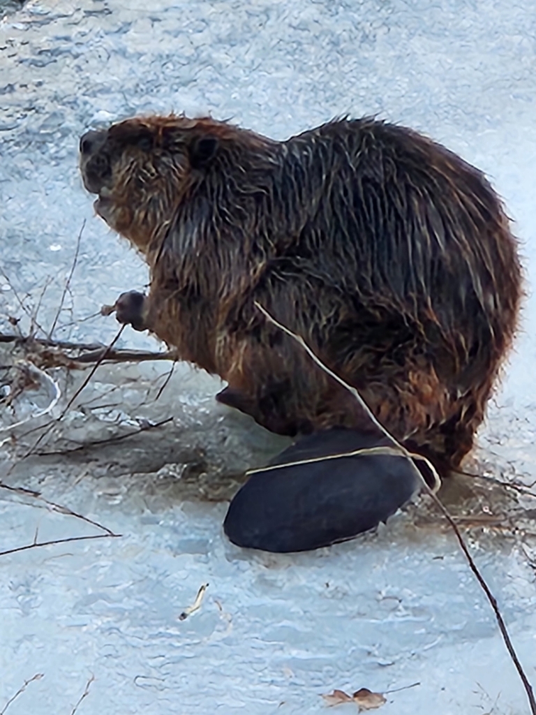 American Beaver from Rocky Ripple, IN, USA on February 11, 2026 at 06: ...