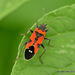 Southern Small Milkweed Bug - Photo (c) Juan Carlos Garcia Morales, all rights reserved, uploaded by Juan Carlos Garcia Morales