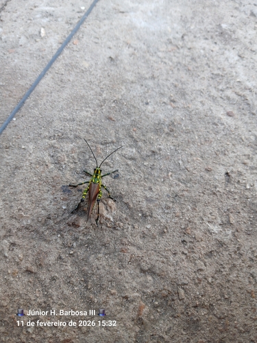 Soldier Grasshopper