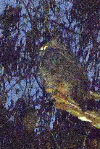 View observation of {o.common_name} on iNaturalist