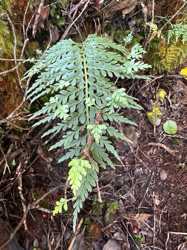 Asplenium sphenotomum