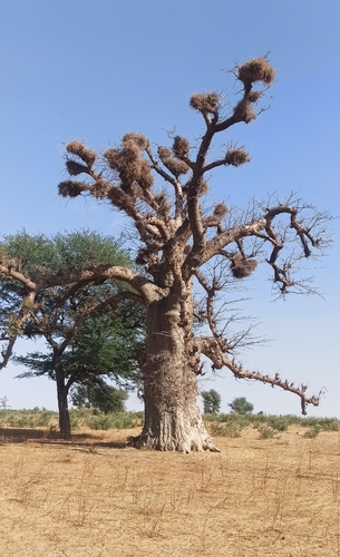 African baobab
